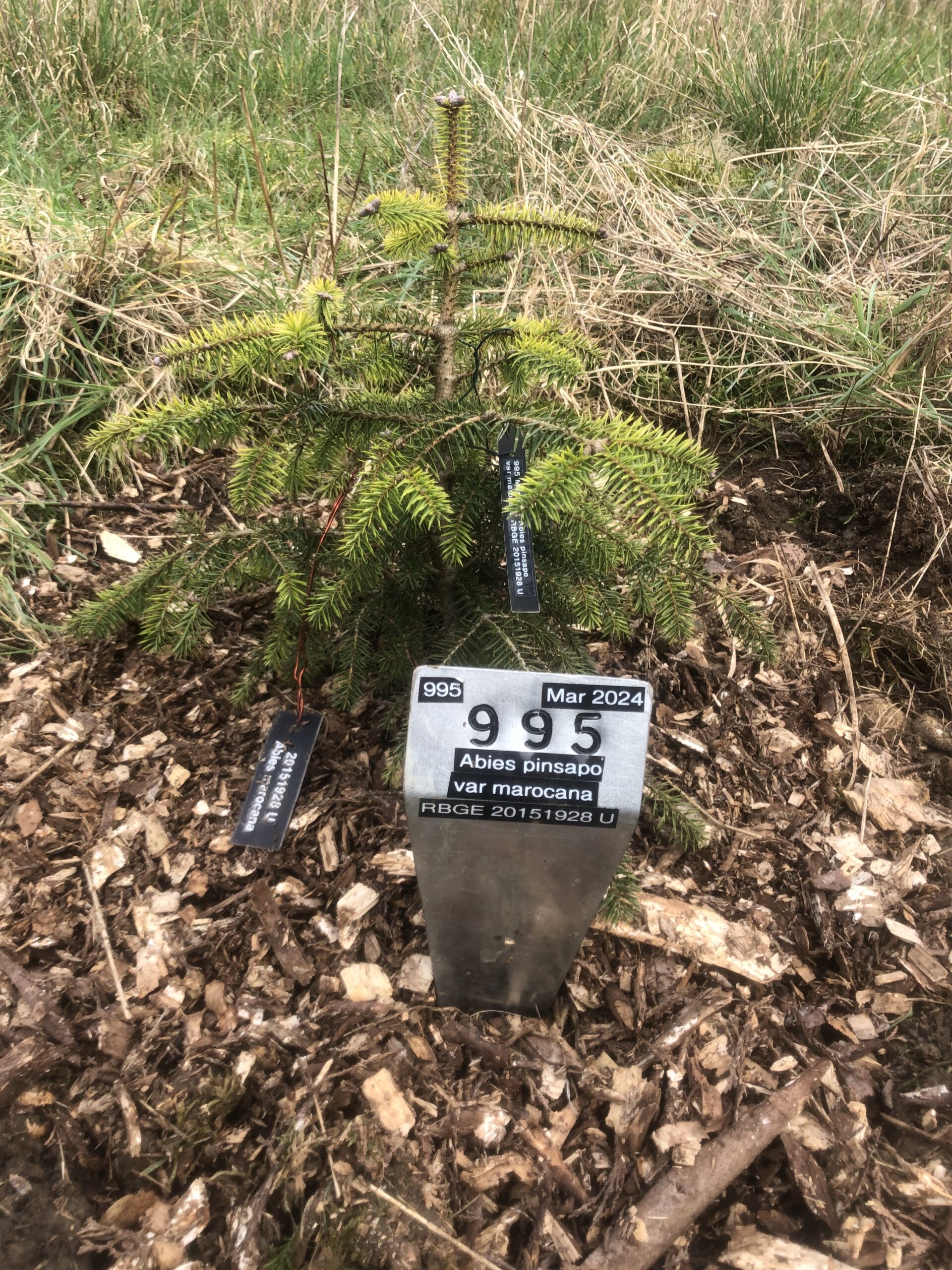 Abies Marocana (Moroccan fir)