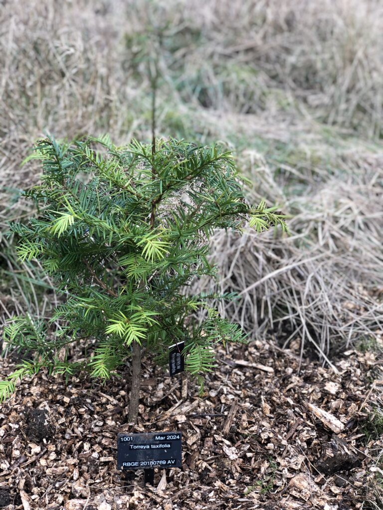 Torreya taxifolia