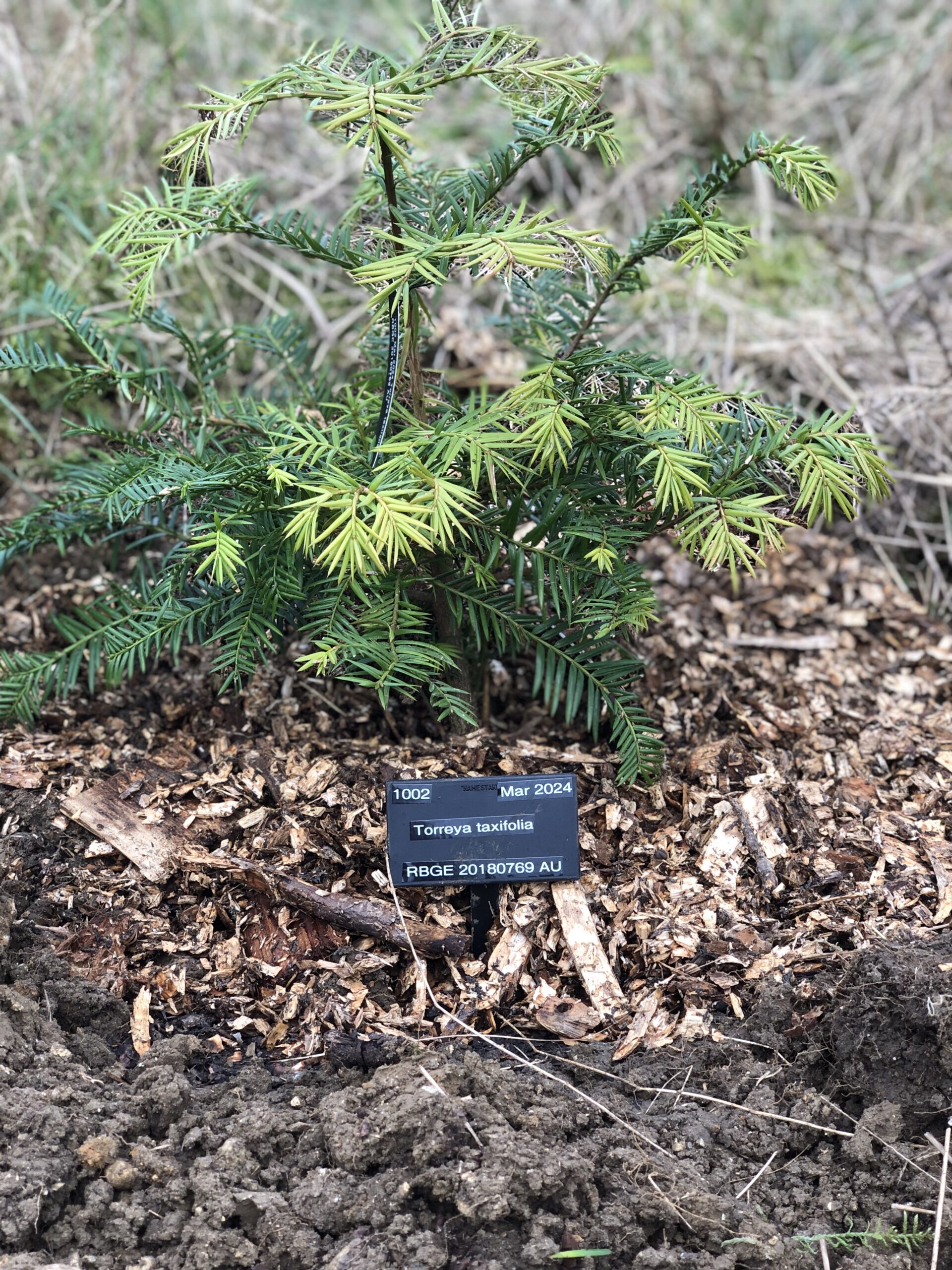 Torreya taxifolia