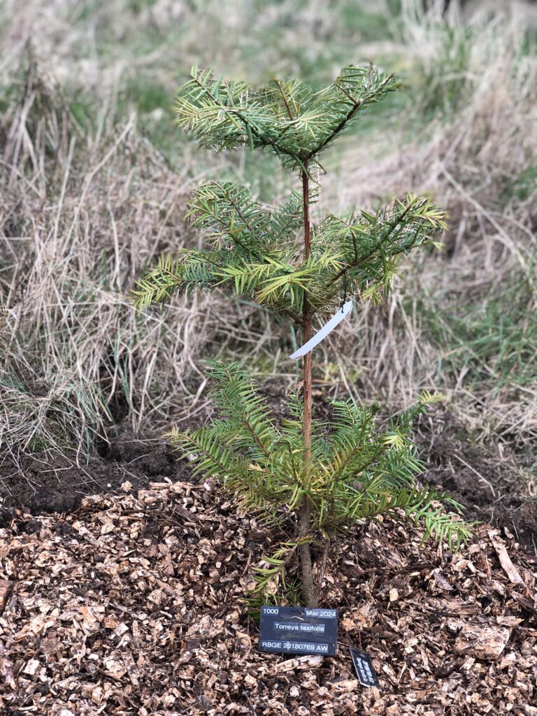 Torreya taxifolia