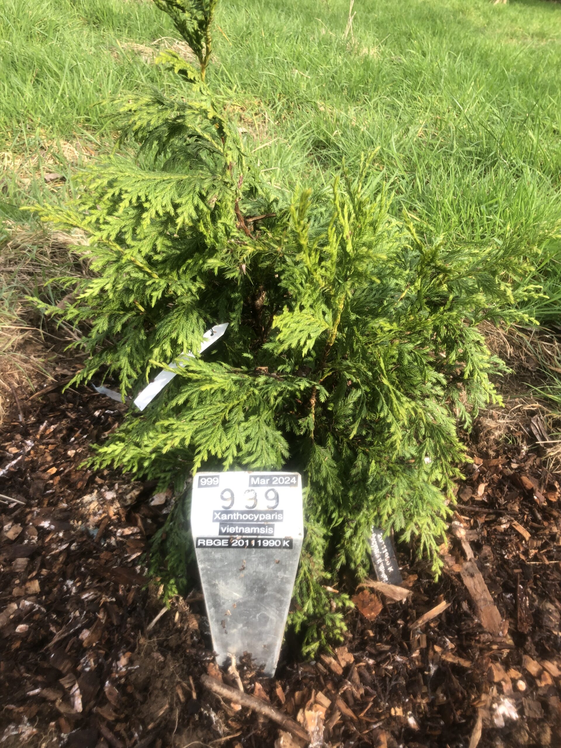 Xanthocyparis vietnamsis (Vietnamese golden cypress)