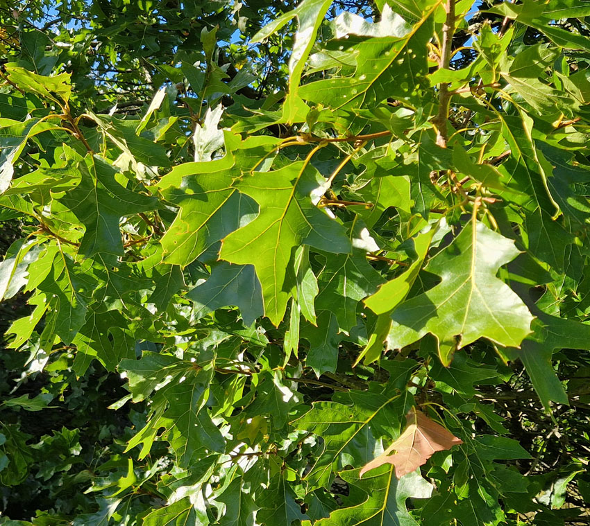 Beulah hosts a wide variety of trees, many of which are rate or endangered.
